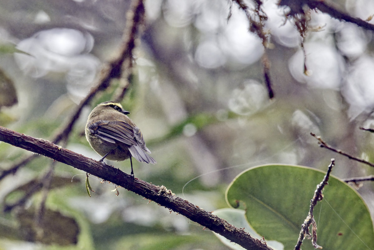 キバラヒタキタイランチョウ - ML644268432