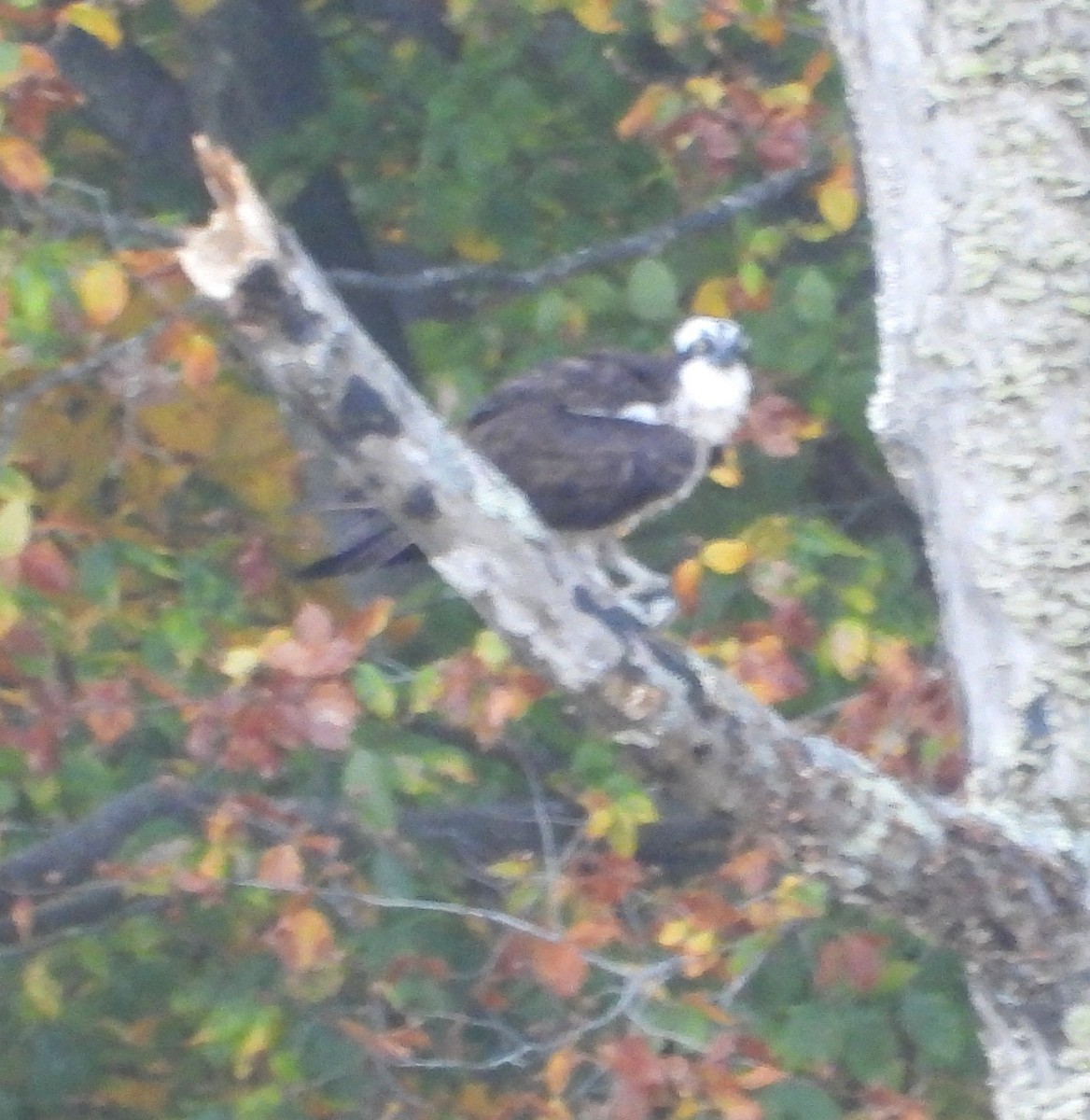 Osprey (American) - ML644268436