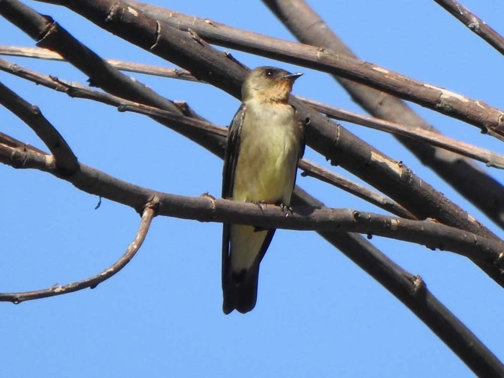 Golondrina Gorjirrufa - ML644268437