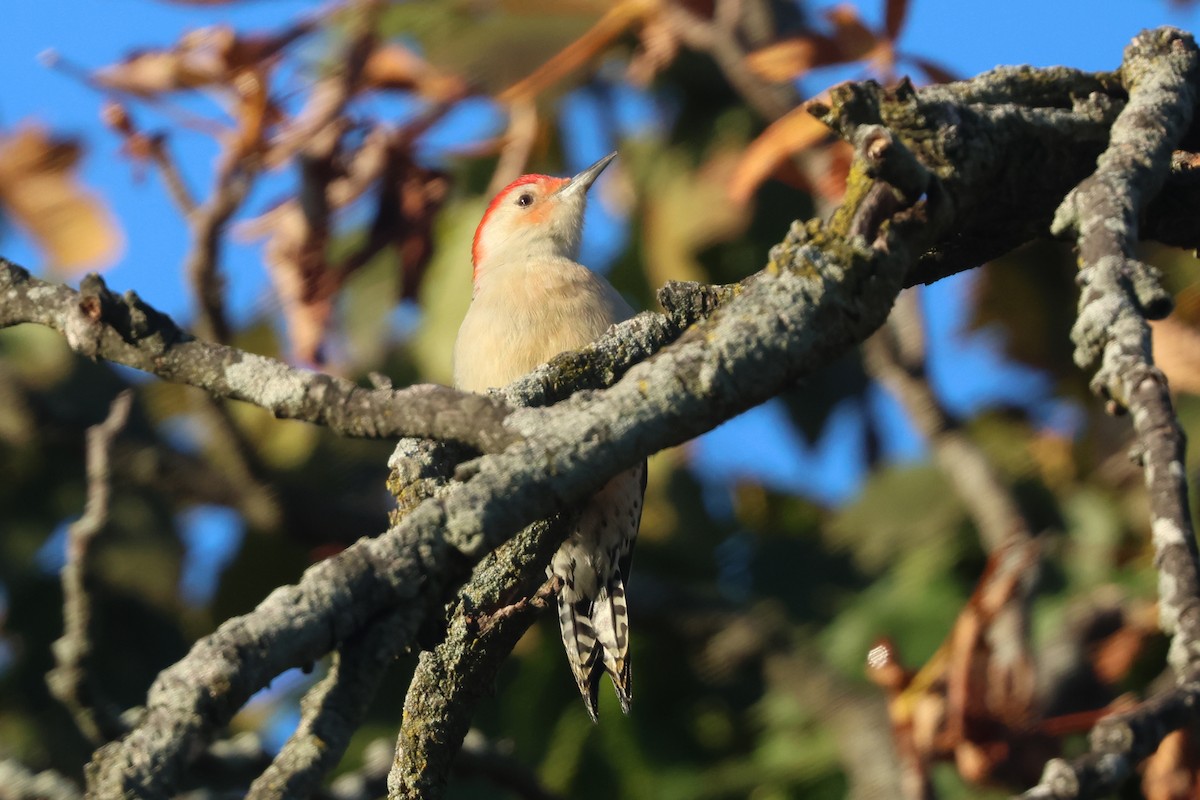 Red-bellied Woodpecker - ML644268438
