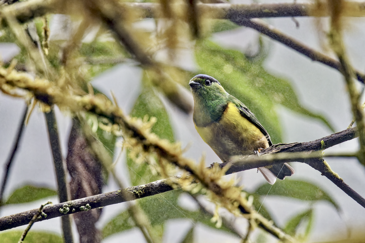 Chestnut-breasted Chlorophonia - ML644268443