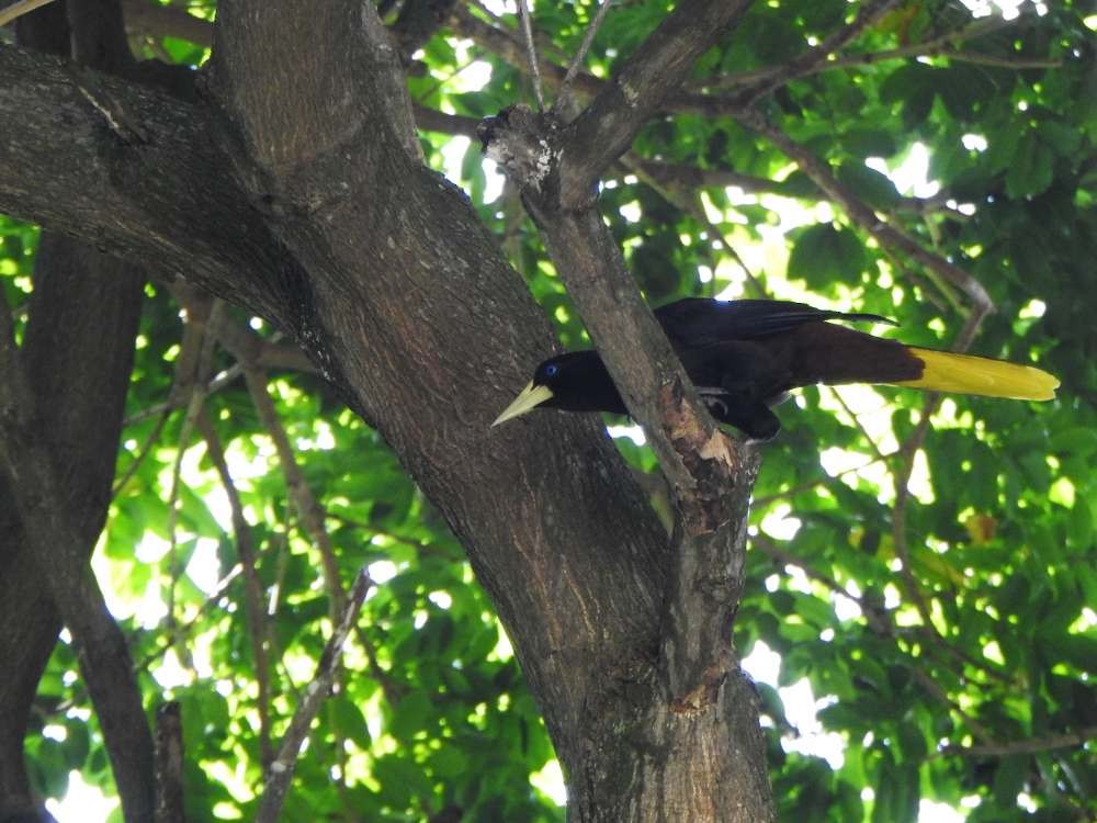 Crested Oropendola - ML644268444