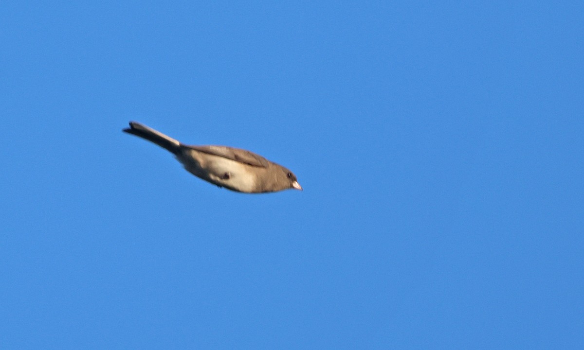 Dark-eyed Junco (Slate-colored) - ML644268445