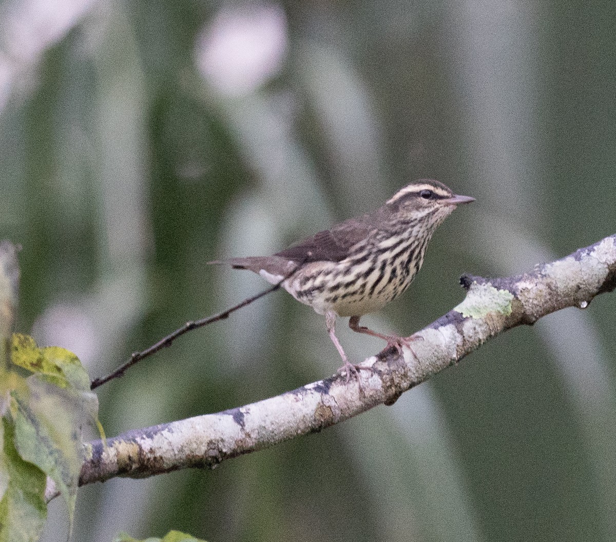 Northern Waterthrush - ML644268447