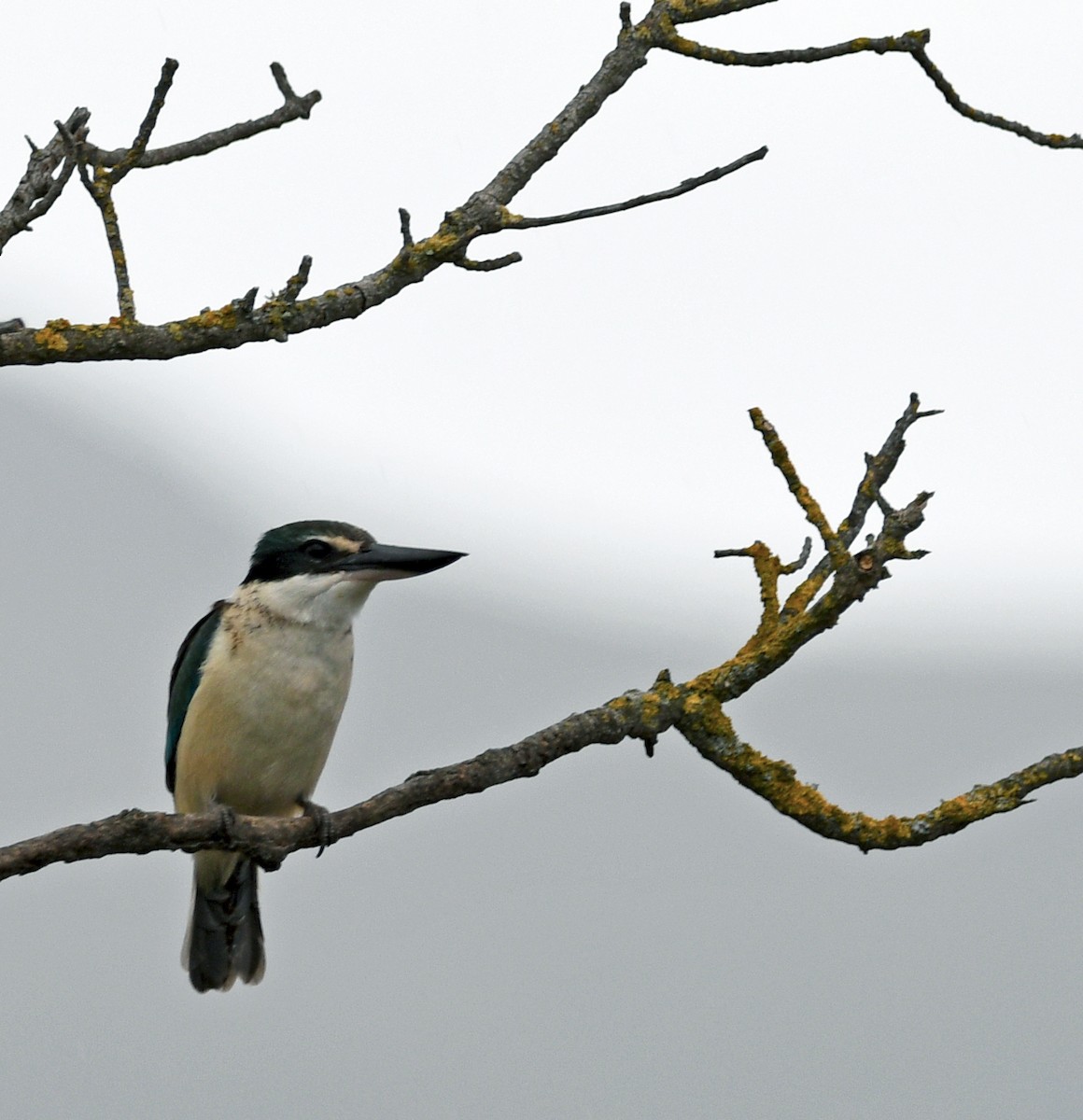 ledňáček posvátný - ML644268453