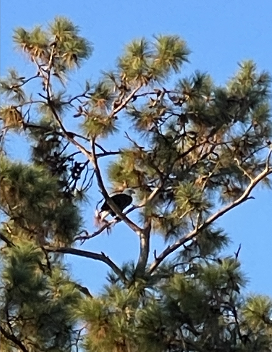 Bald Eagle - ML644268459