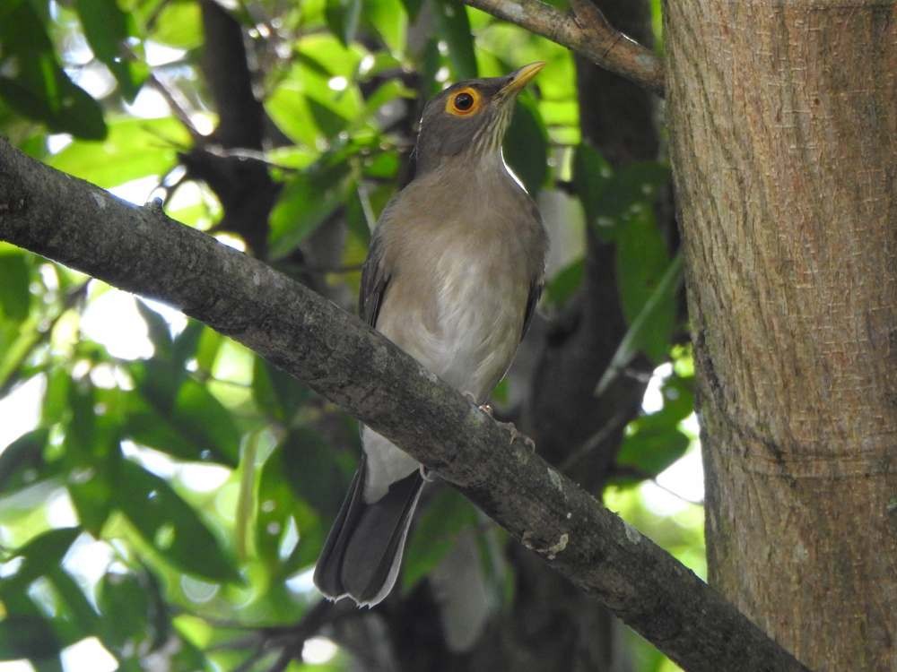 Spectacled Thrush - ML644268460