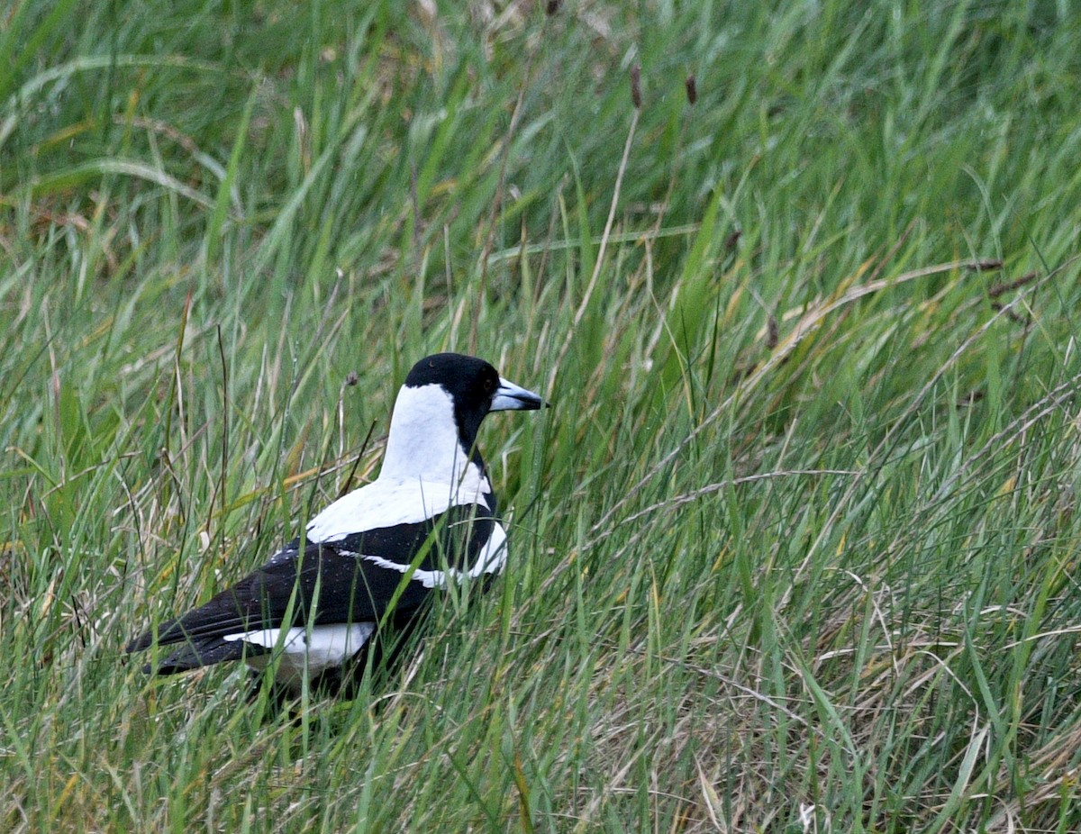 Australian Magpie - ML644268464