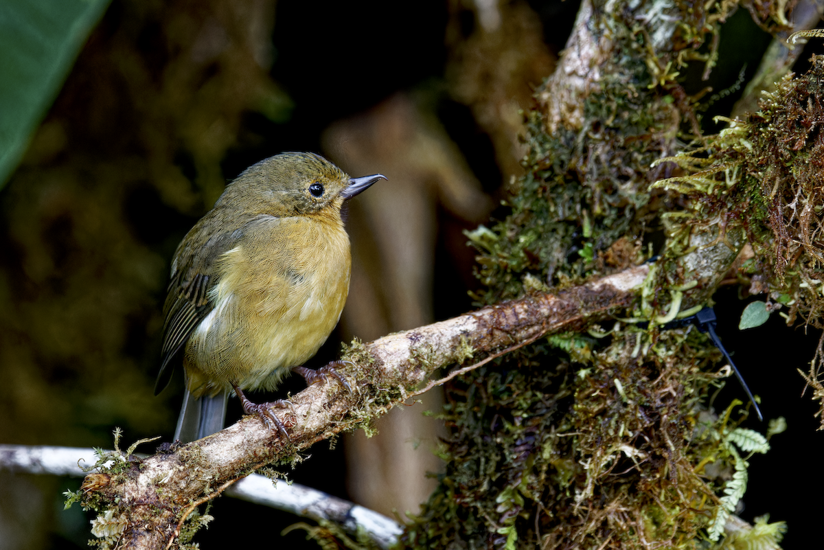 Pinchaflor Flanquiblanco - ML644268466