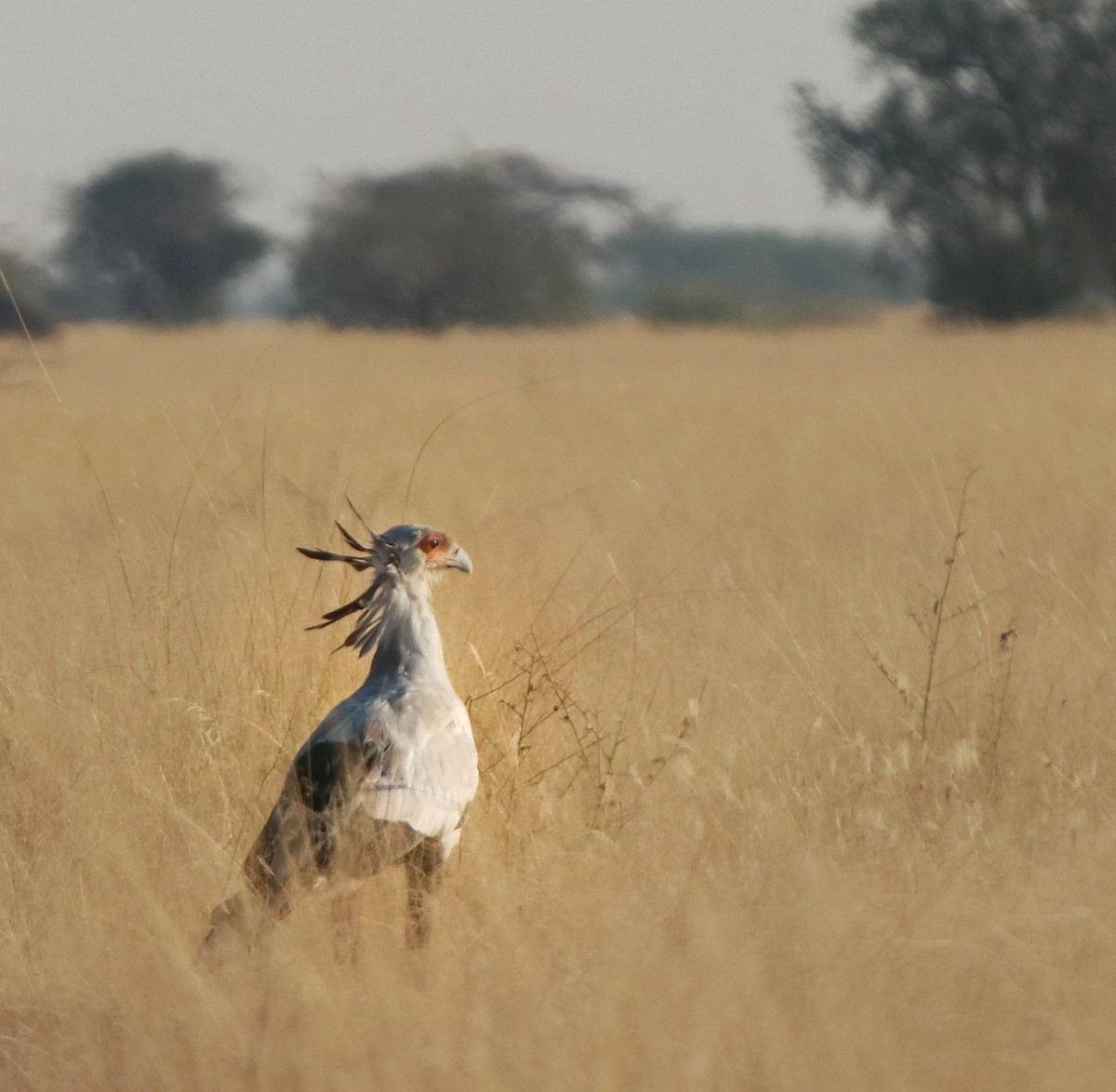 Secretarybird - ML644268472