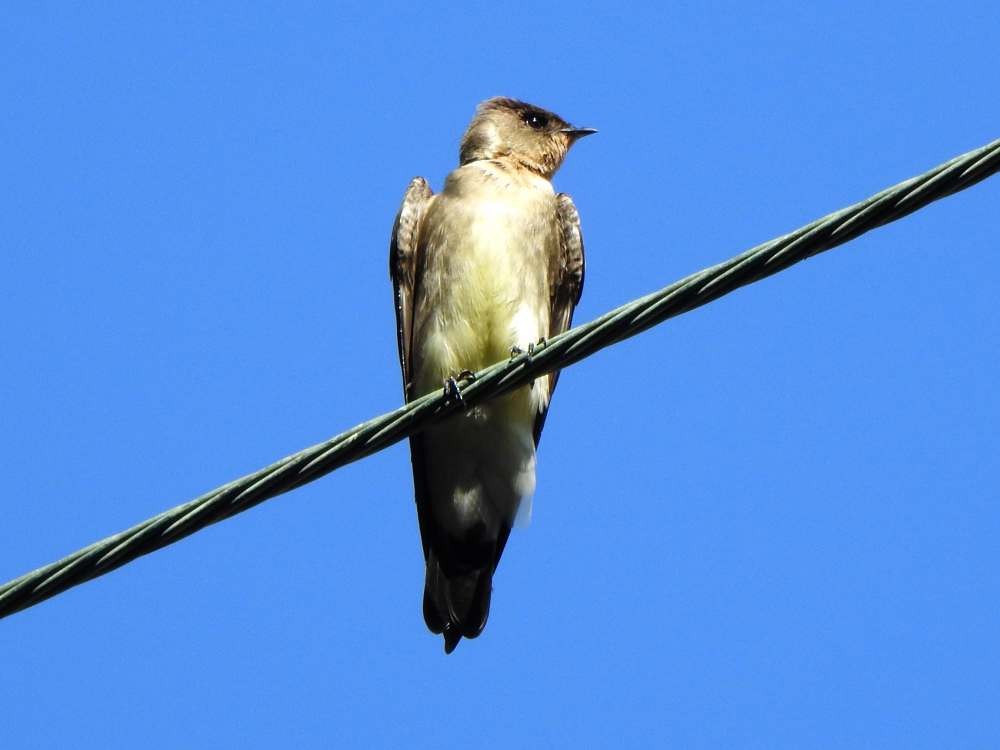 Golondrina Gorjirrufa - ML644268473