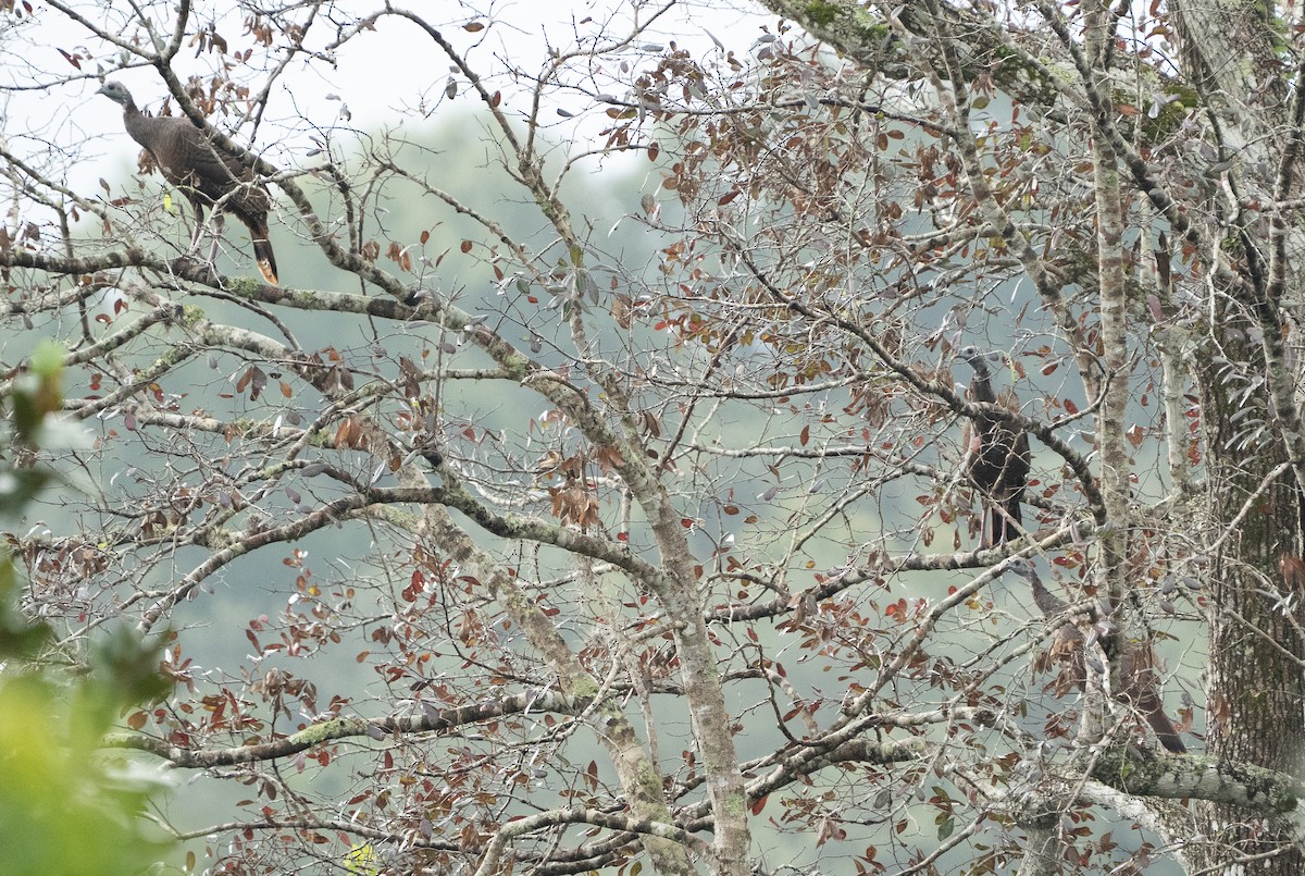 Wild Turkey - ML644268477