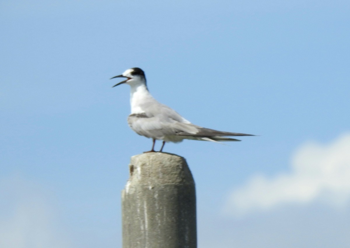 rybák obecný - ML644268480