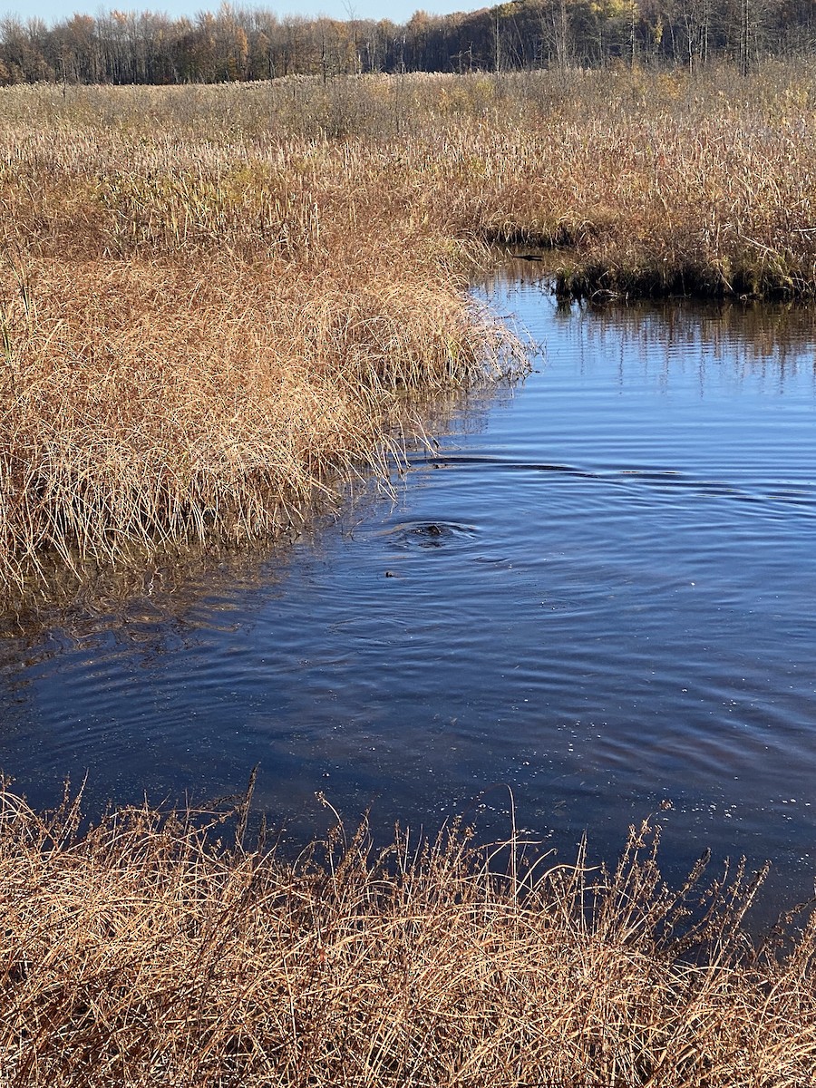 Animals - ML644268481