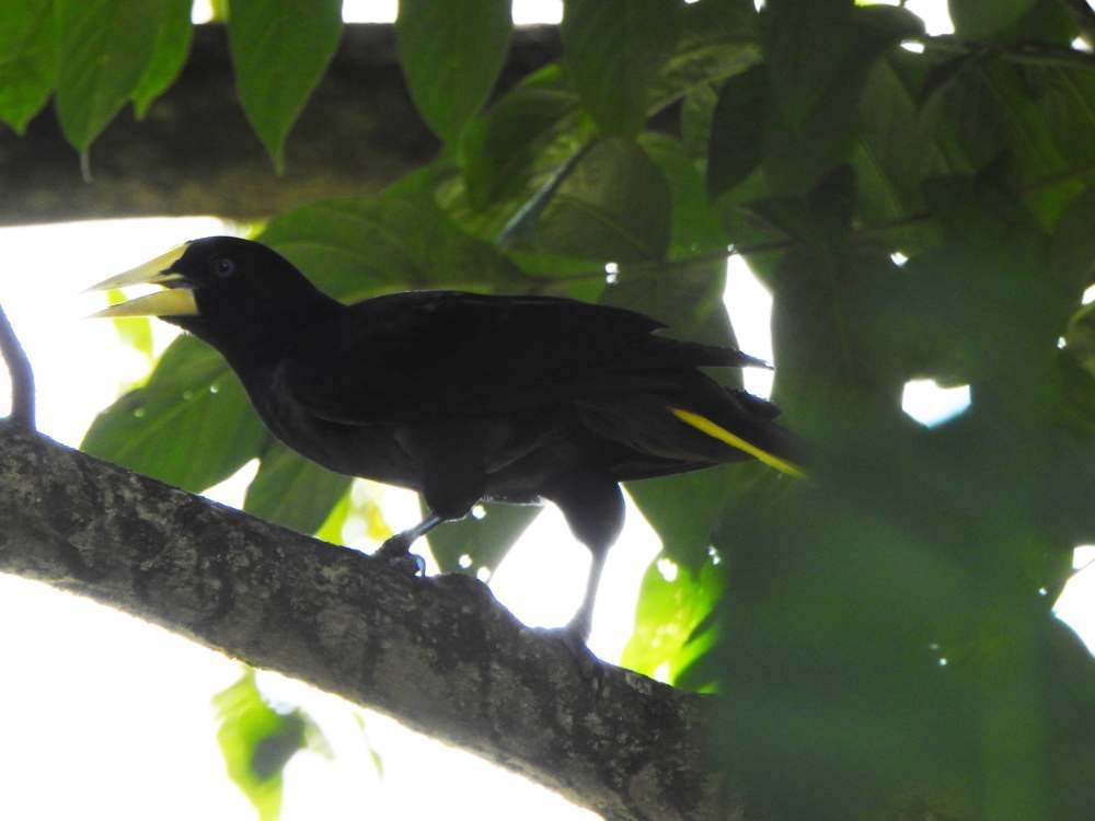 Crested Oropendola - ML644268482