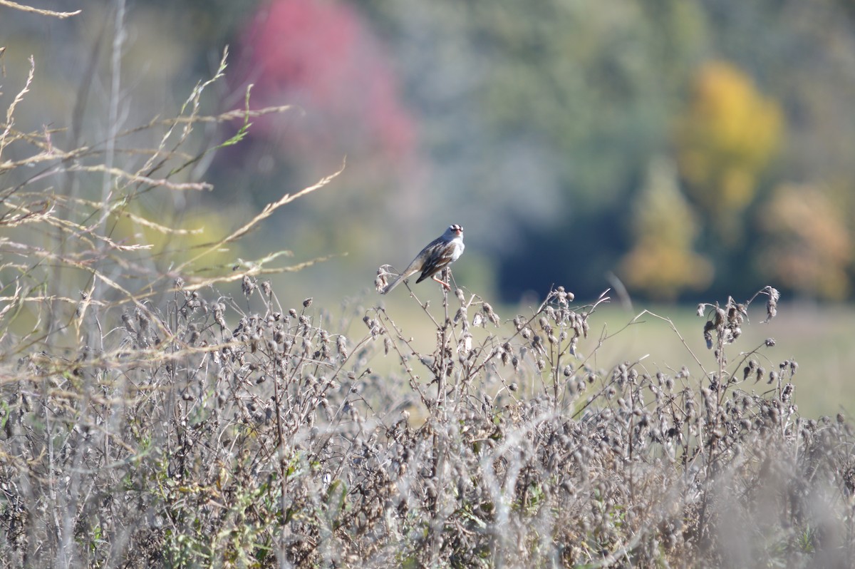 Dachsammer - ML644268488