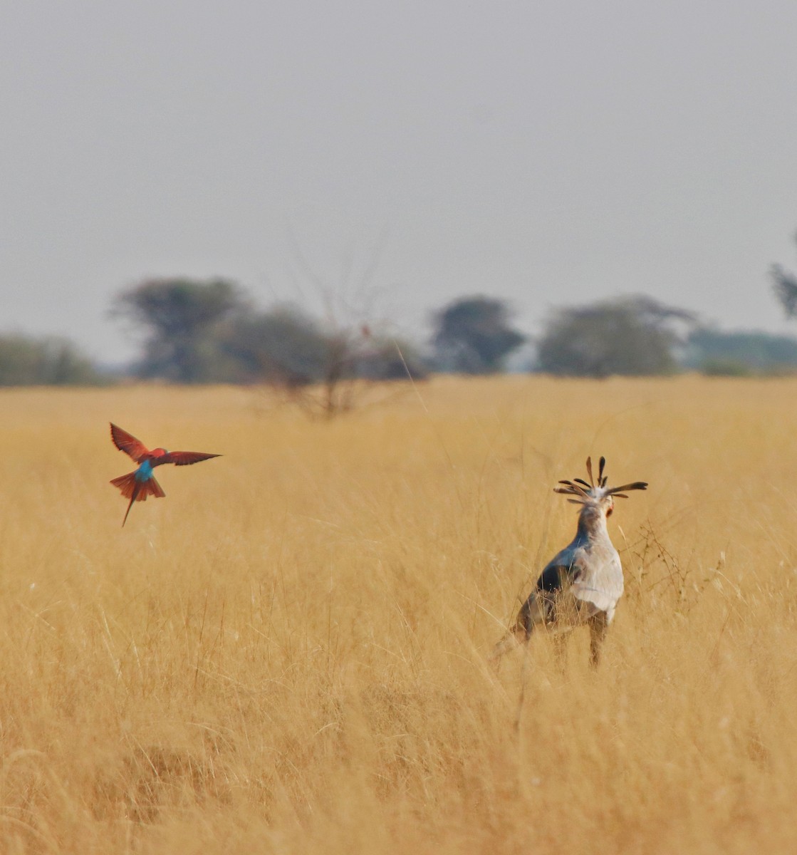 Нубийская щурка - ML644268507