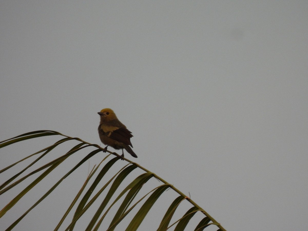 palmetanagar - ML644268519