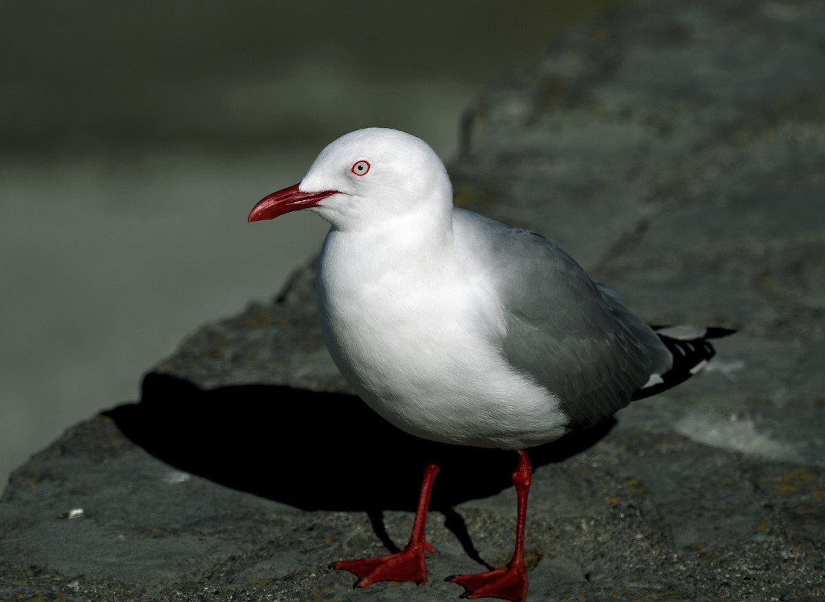 racek australský - ML644268535