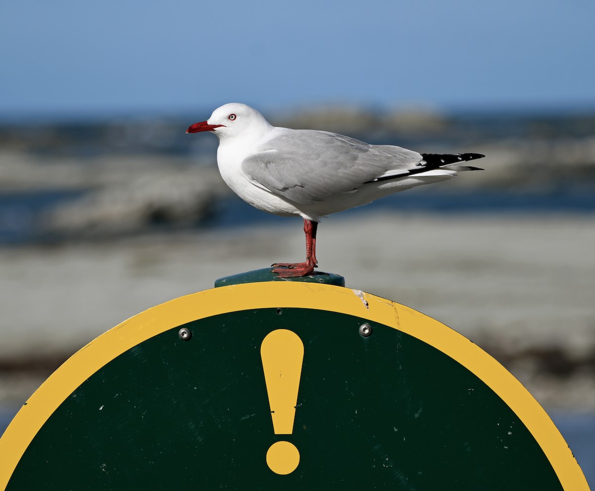 racek australský - ML644268539