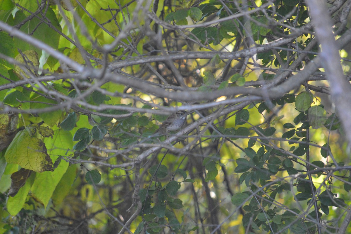 White-throated Sparrow - ML644268541