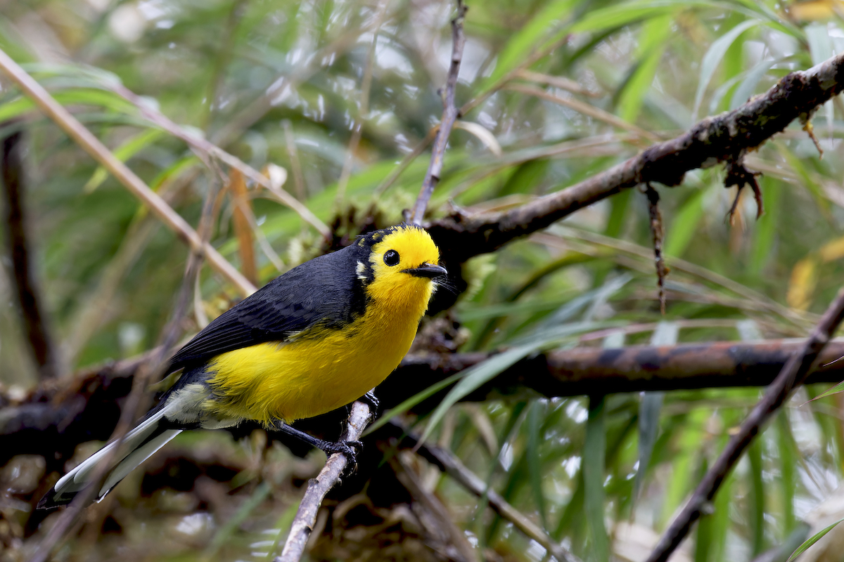 Golden-fronted Redstart - ML644268548