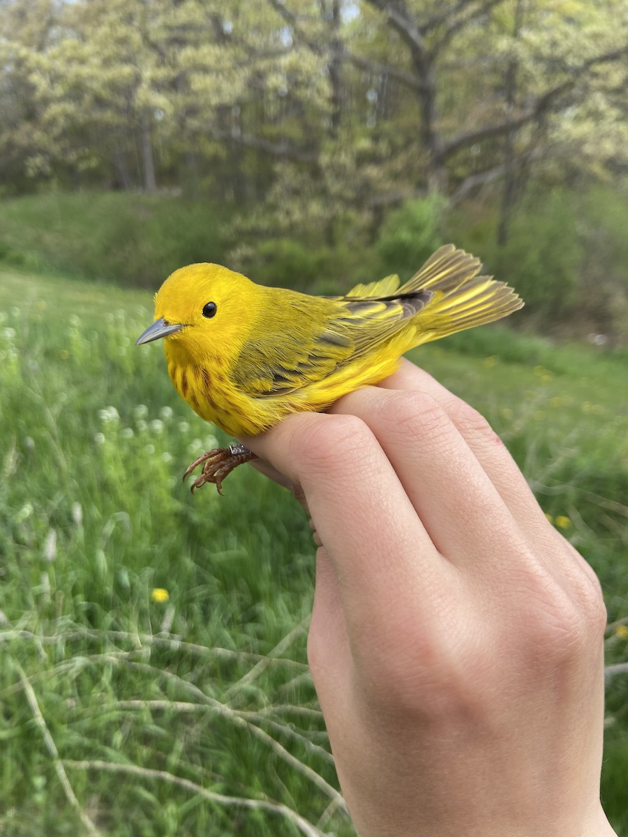 Paruline jaune - ML644268556