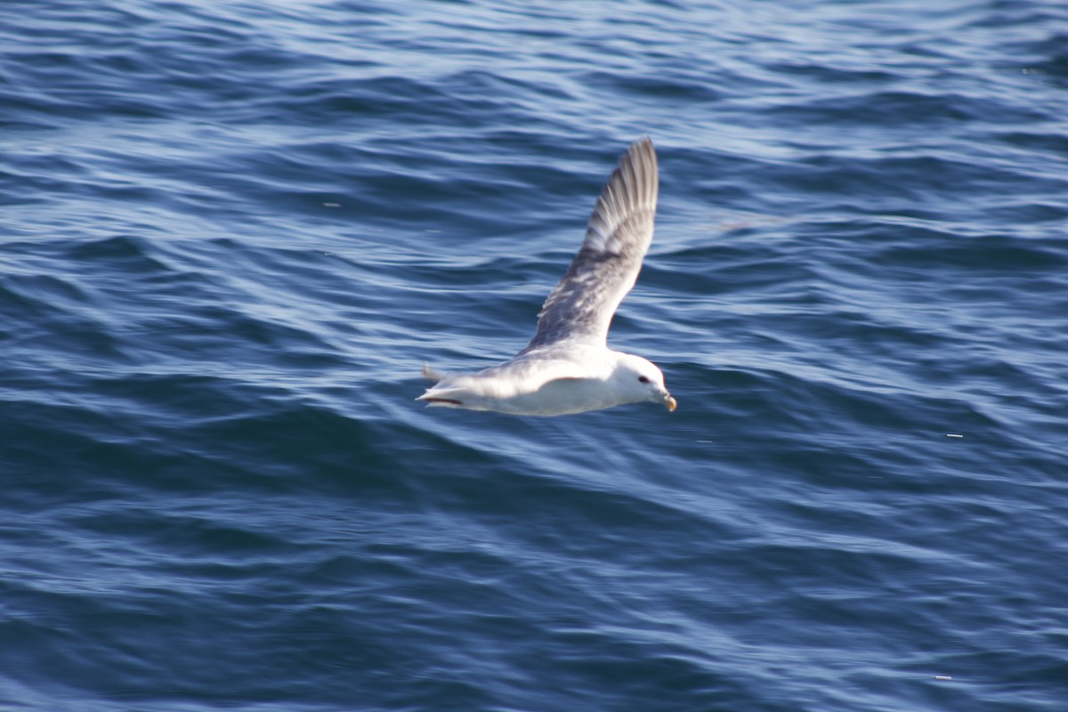 Northern Fulmar - ML644268558