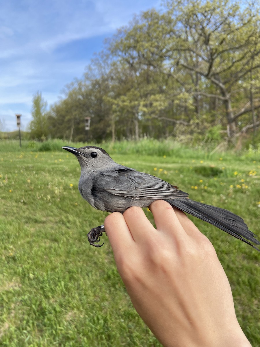 Gray Catbird - ML644268567