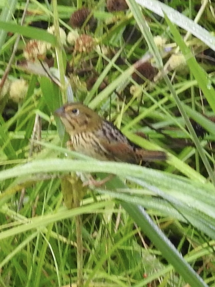 Henslow's Sparrow - ML644268569