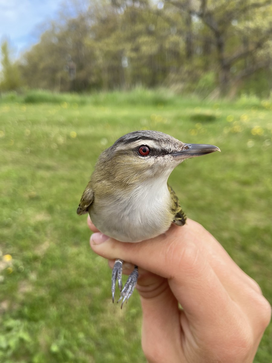 Red-eyed Vireo - ML644268573
