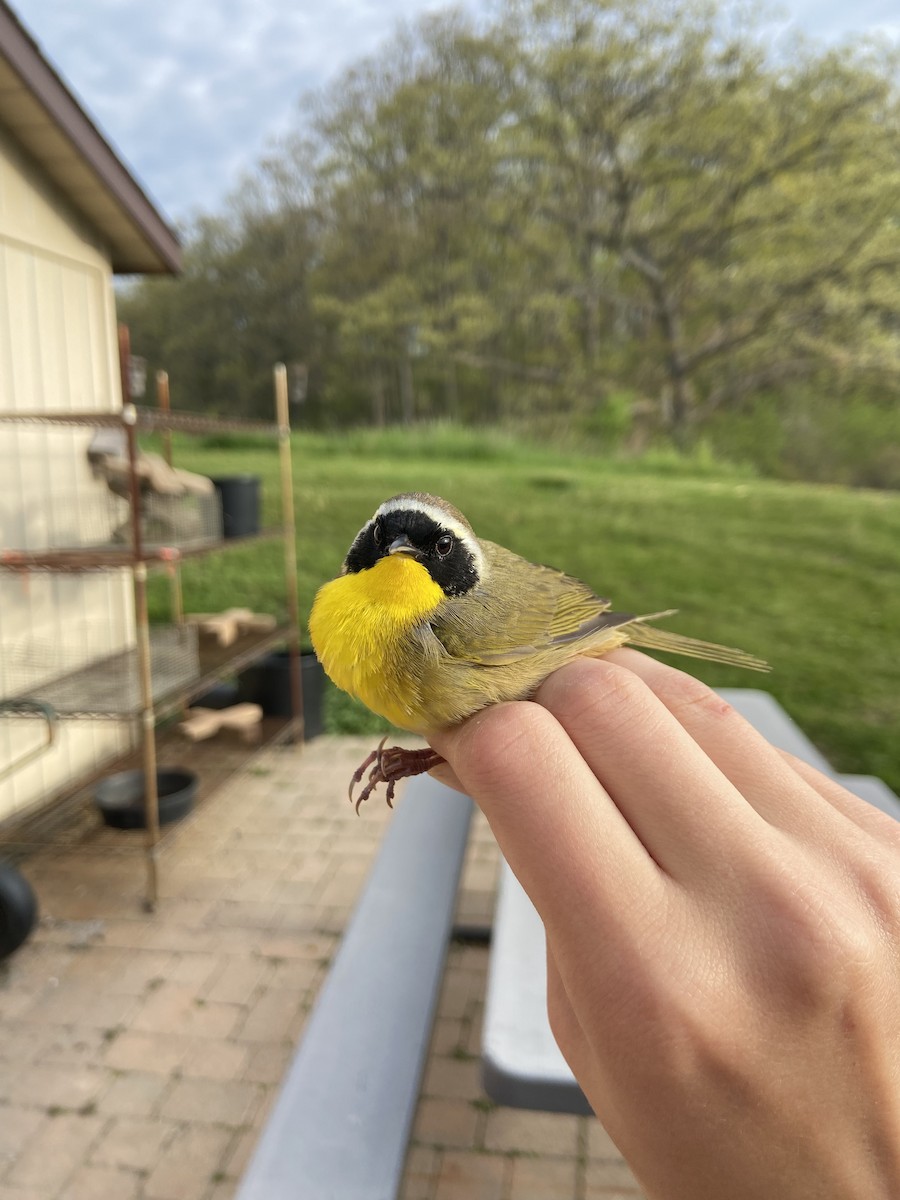 Common Yellowthroat - ML644268585