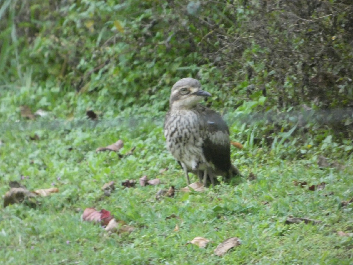 オーストラリアイシチドリ - ML644268588