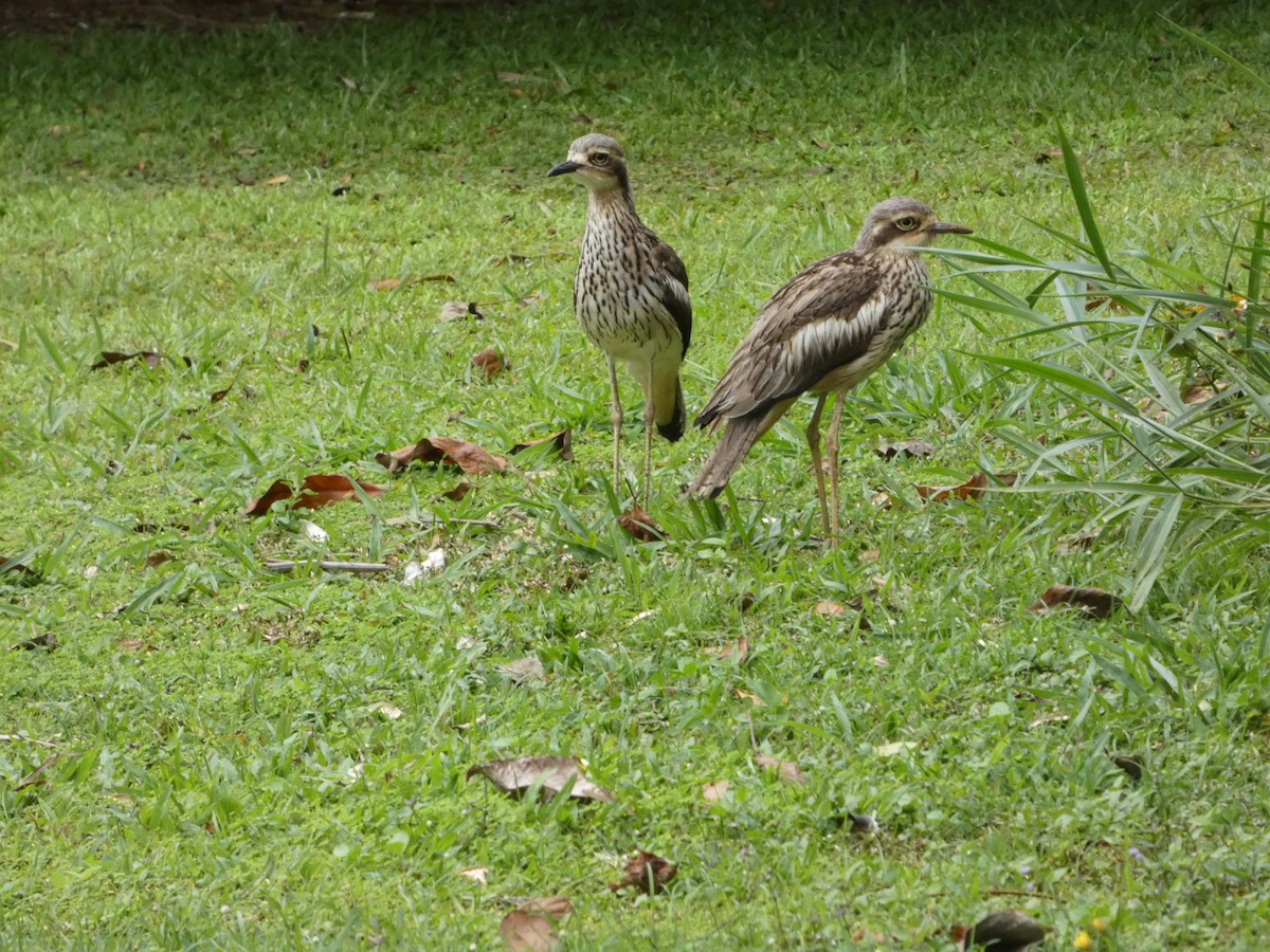 オーストラリアイシチドリ - ML644268589