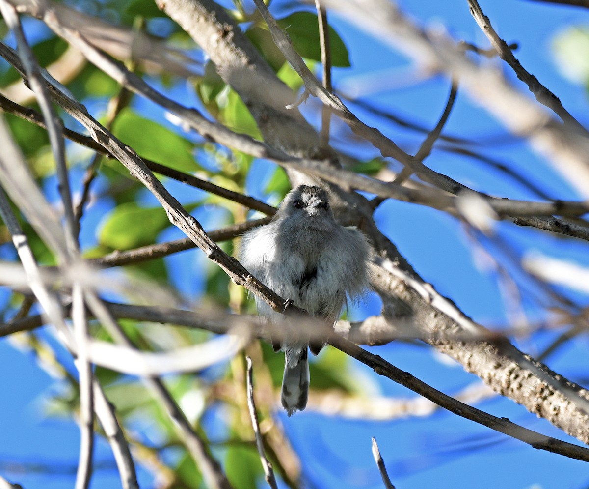 Gray Gerygone - ML644268593
