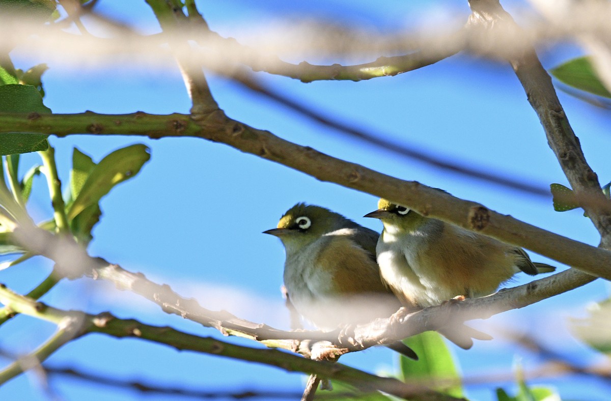Silvereye - ML644268596