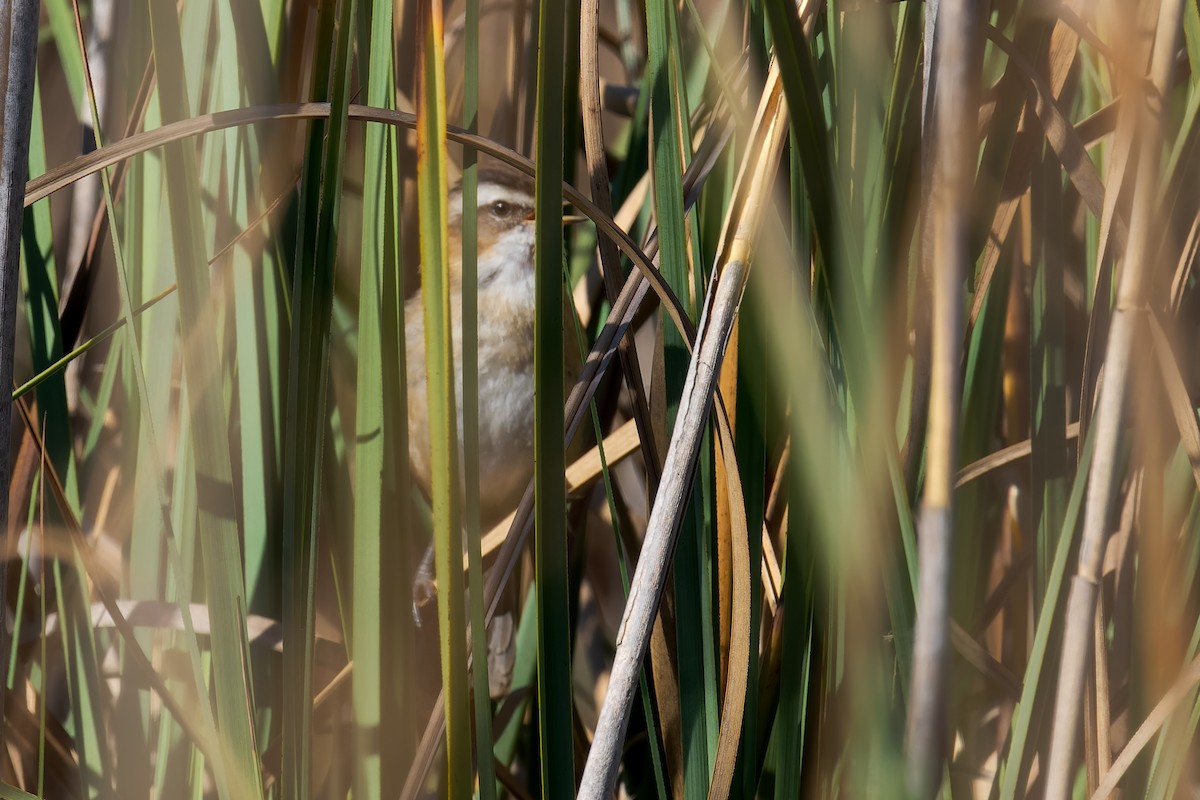 Moustached Warbler - ML644268597