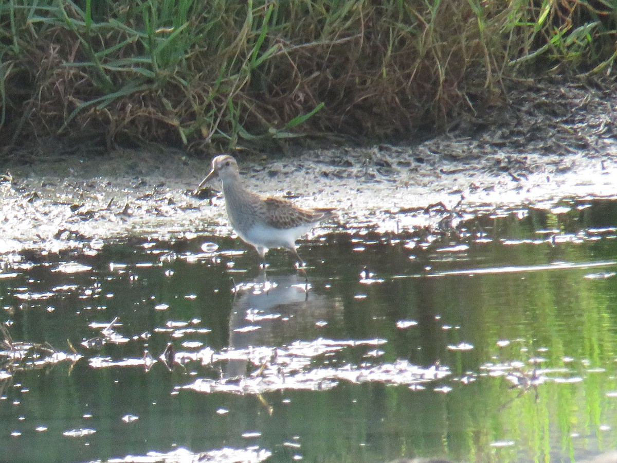 Çizgili Kumkuşu - ML644268598