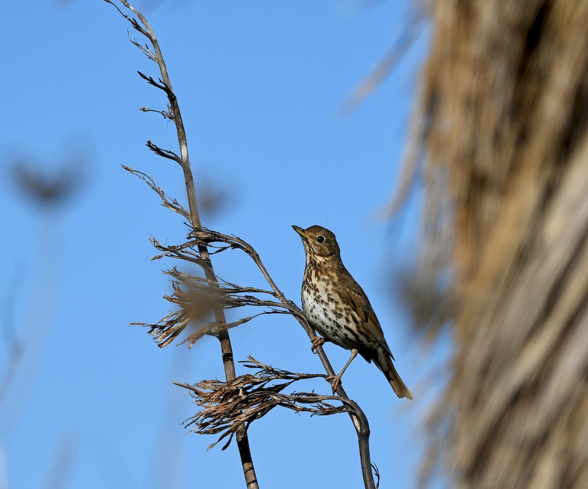 drozd zpěvný - ML644268603