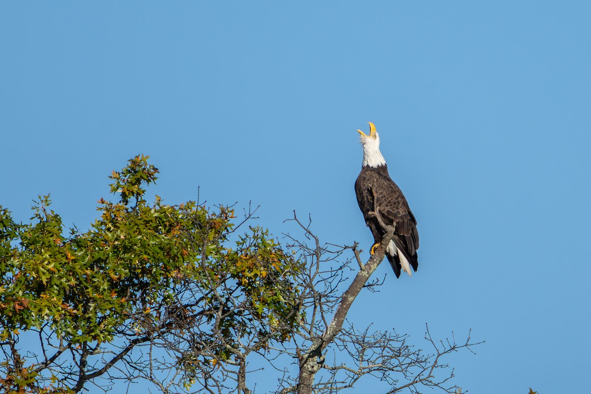 Bald Eagle - ML644268606