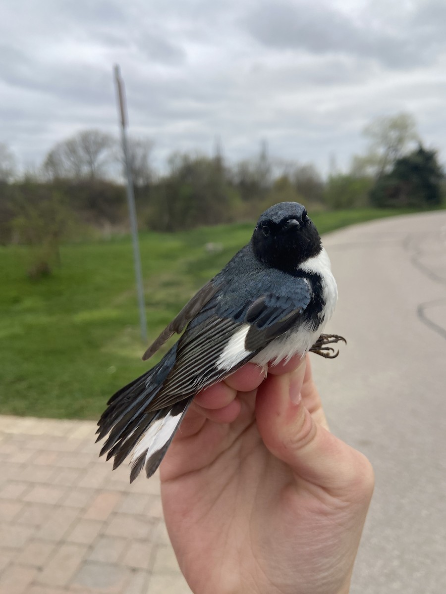 Black-throated Blue Warbler - ML644268607