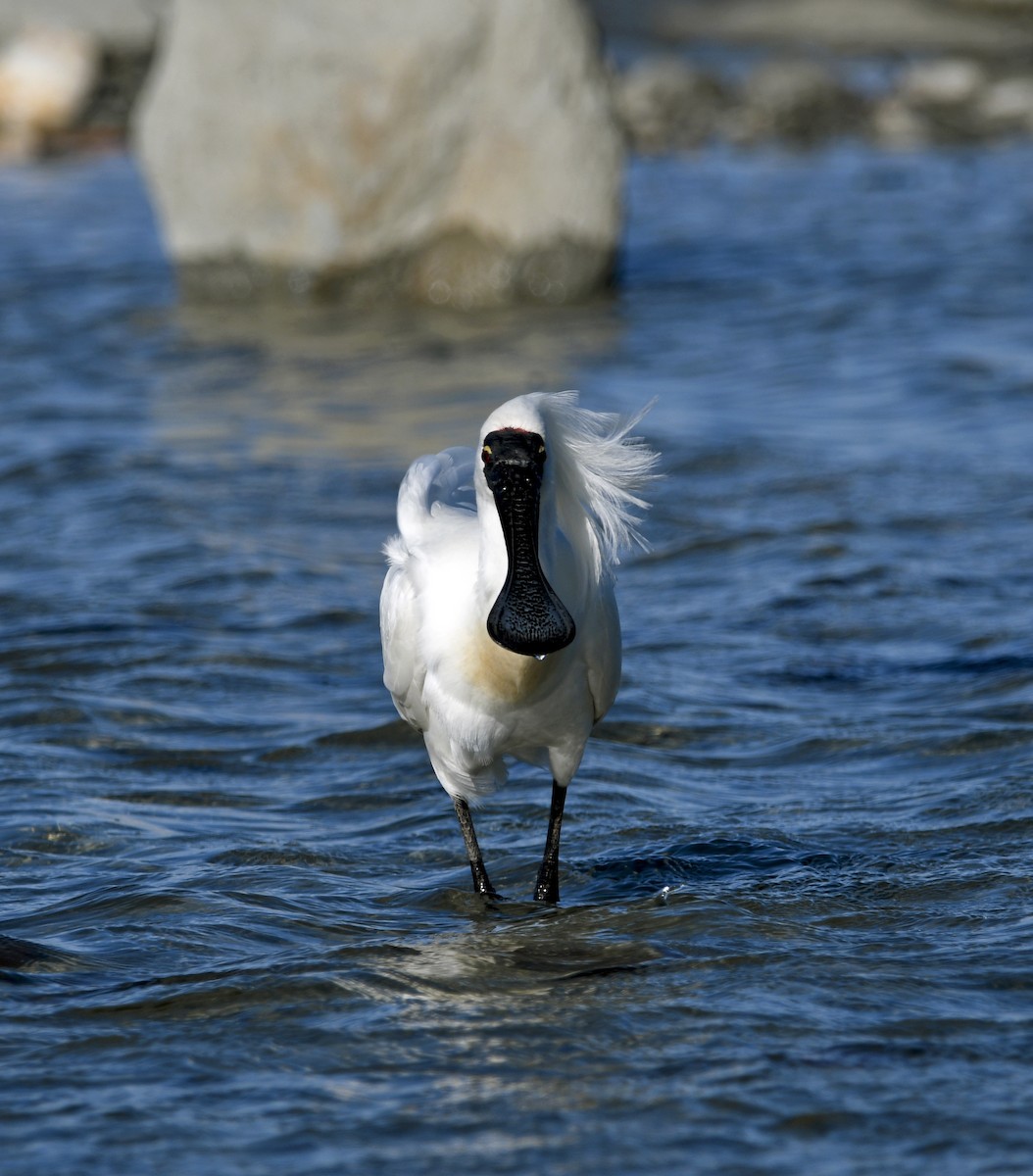 kolpík královský - ML644268608