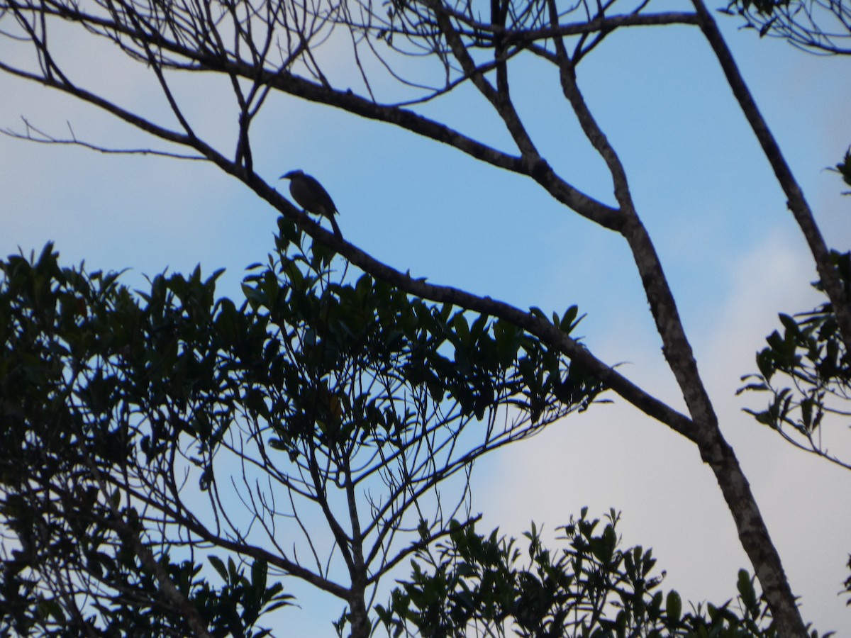 Helmeted Friarbird (Hornbill) - ML644268610