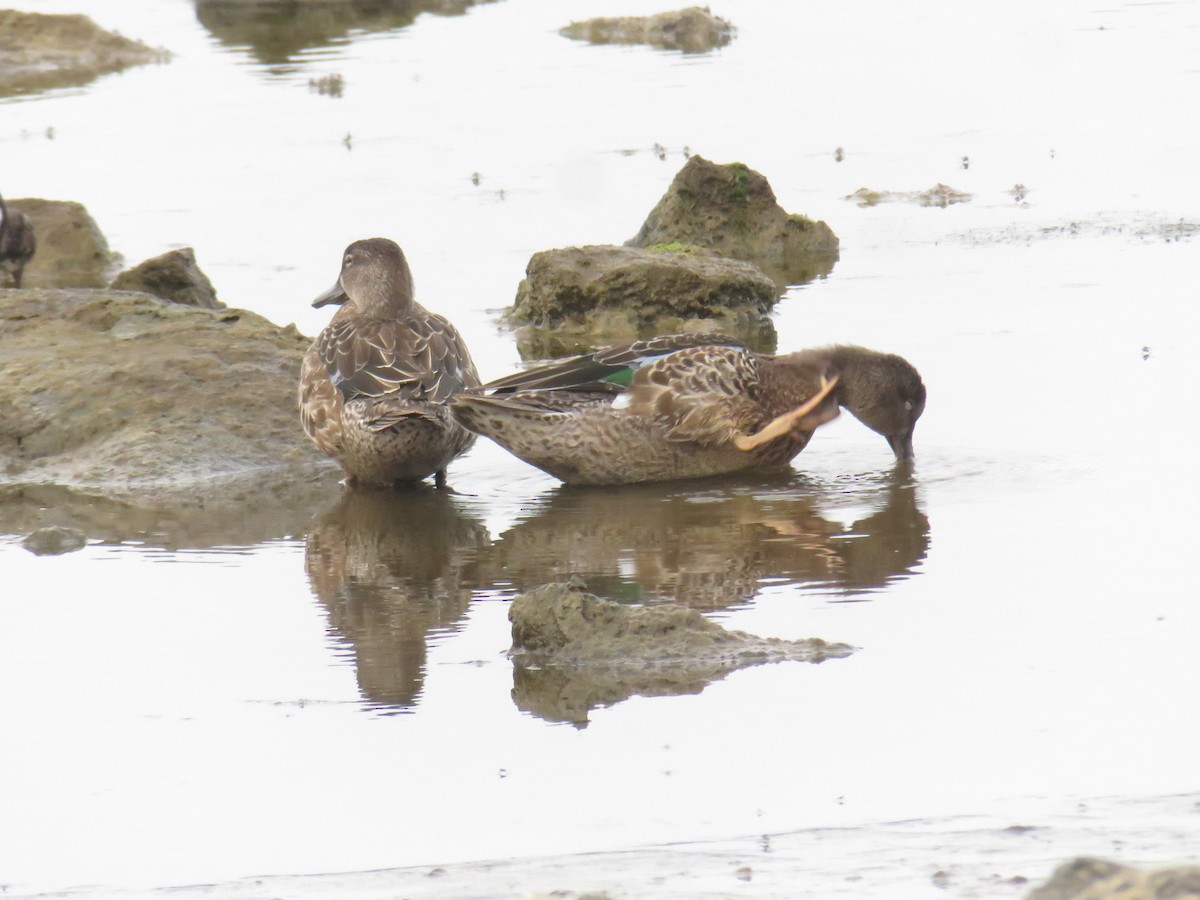 Blue-winged Teal - ML644268613