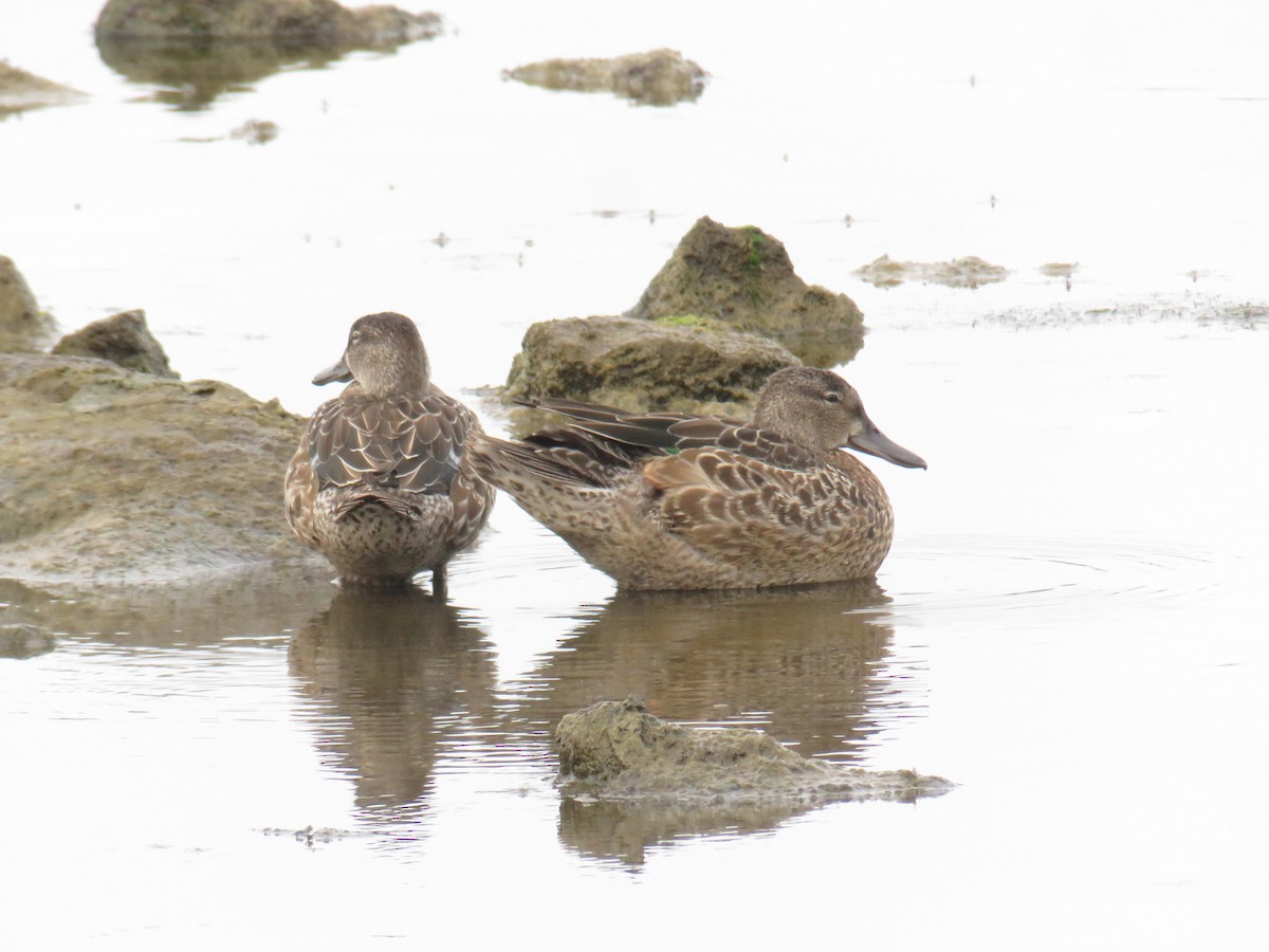 Blue-winged Teal - ML644268614