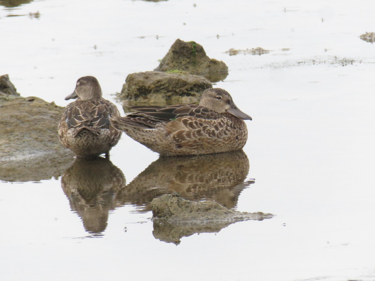 Blue-winged Teal - ML644268615