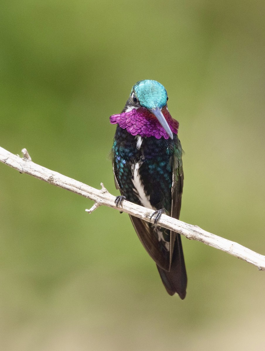 Stripe-breasted Starthroat - ML644268619