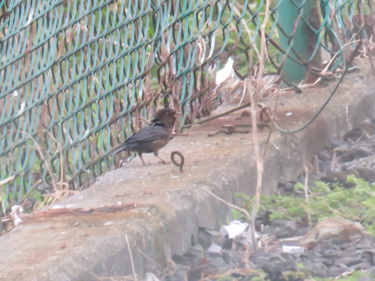 家麻雀 - ML644268622