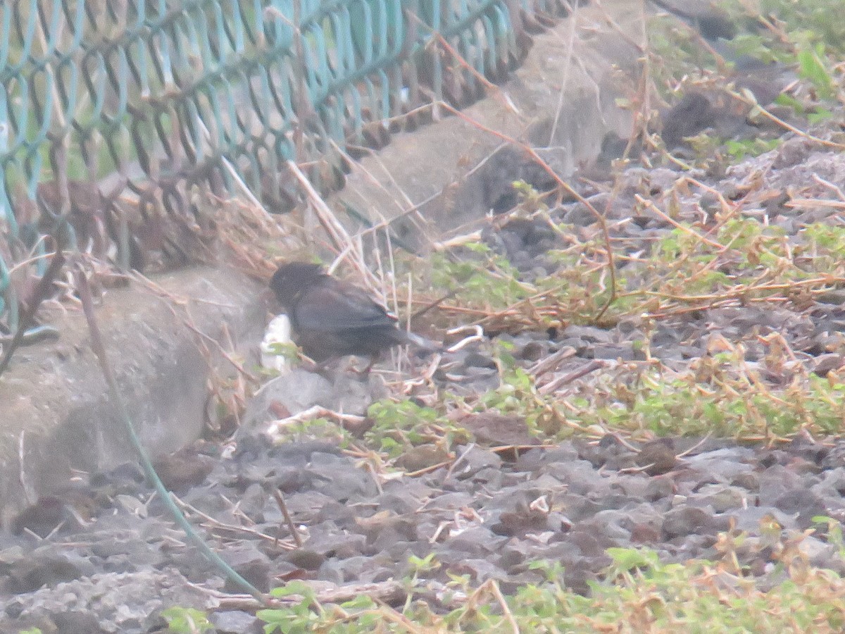 家麻雀 - ML644268624