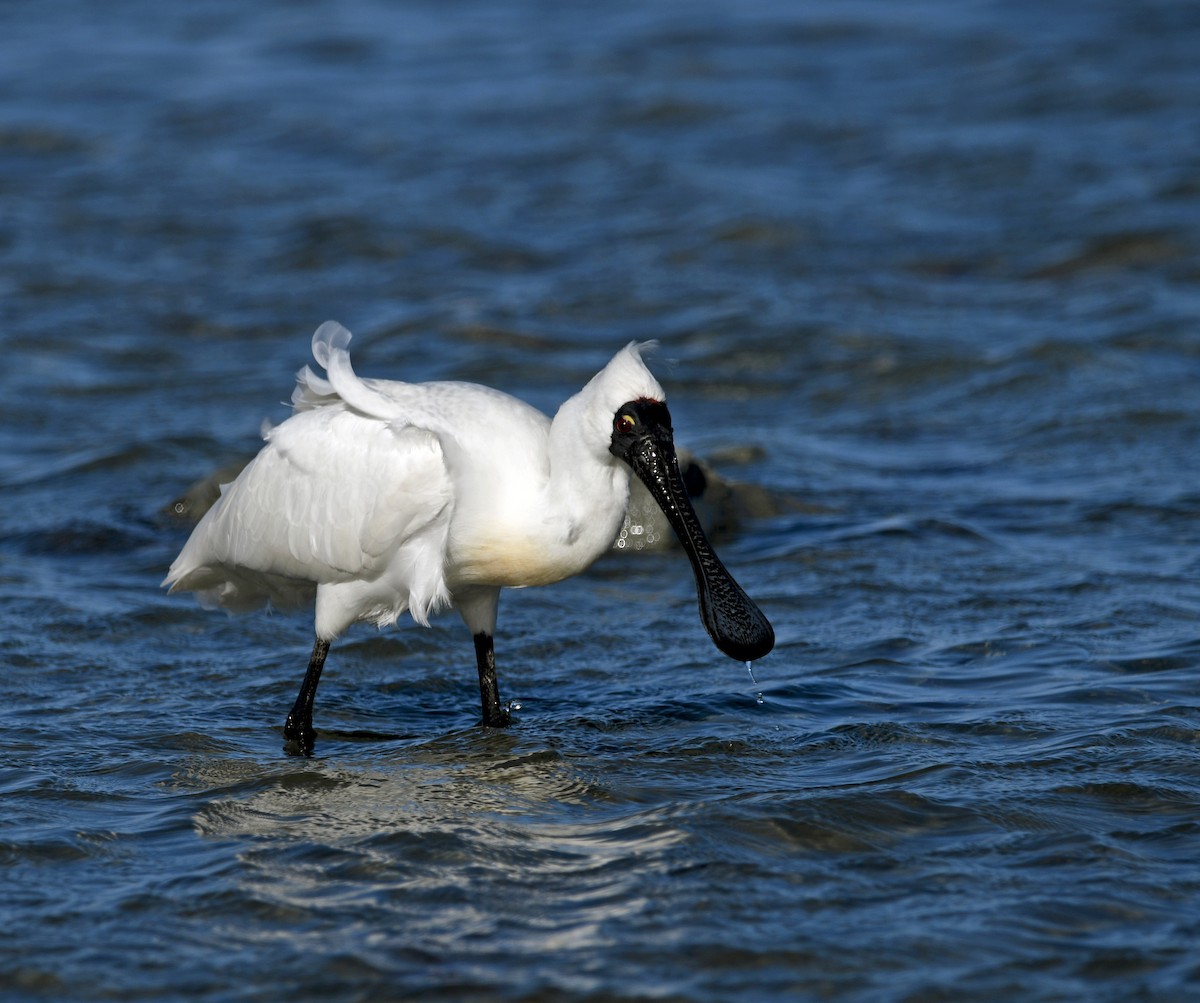 kolpík královský - ML644268626